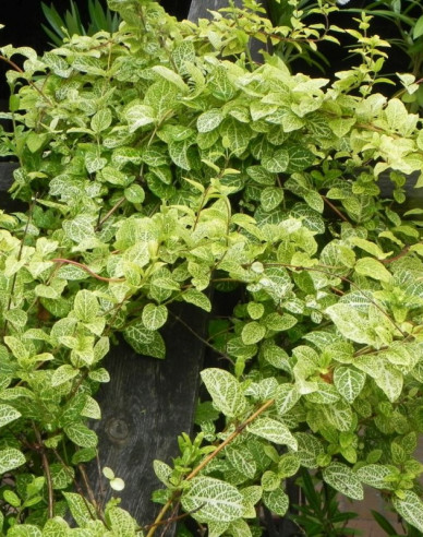 Zemolez japonský ´Aureoreticulata ´