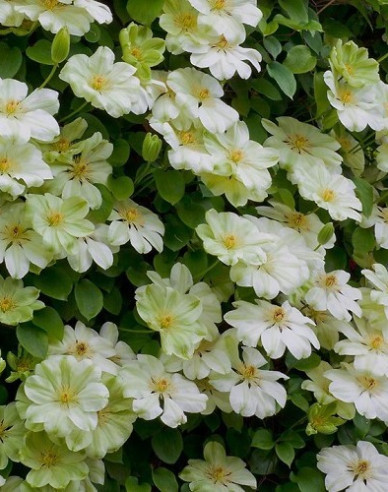 Plamienok Guernsey Cream