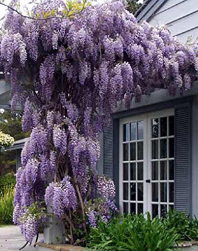 Vistéria čínska ´Prolific´