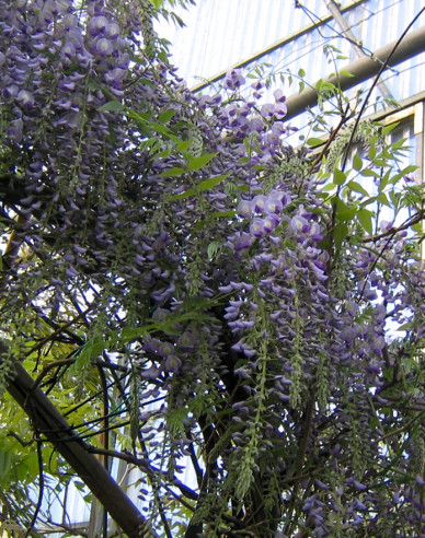 Vistéria čínska ´Prolific´