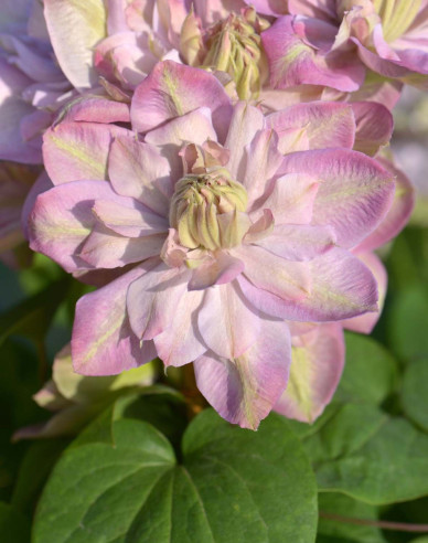 Plamienok ´Innocent Blush´