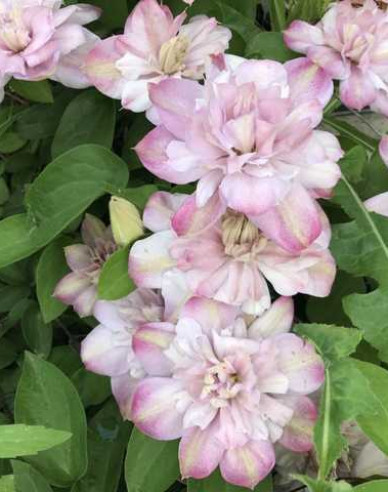 Plamienok ´Innocent Blush´