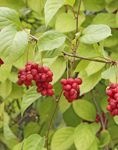 Schizandra čínska