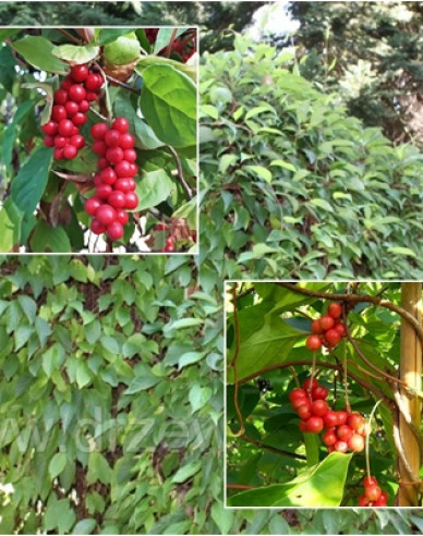 Schizandra čínska