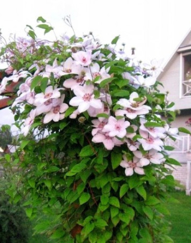 Plamienok ´Jan Pawel II´