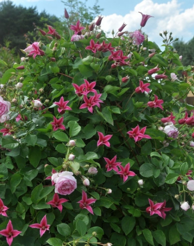 Plamienok ´Happy Diana´