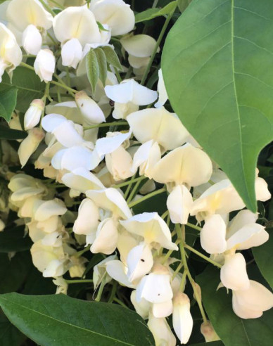 Vistéria vznešená ´White Silk´