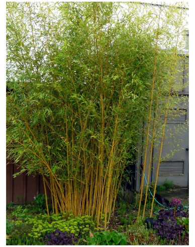 Bambus ´ Aureocaulis ´