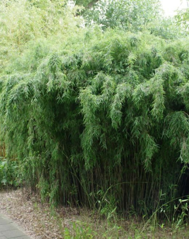 Bambus ´Fargesia Jiuzhaigou ´