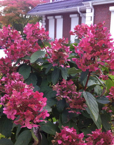 Hortenzia metlinatá ´Wim´s Red´