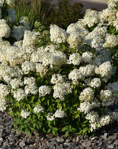 Hortenzia metlinatá "Bobo"