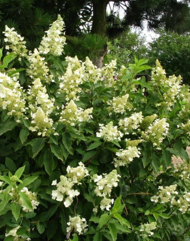 Hortenzia metlinatá ´Unique´