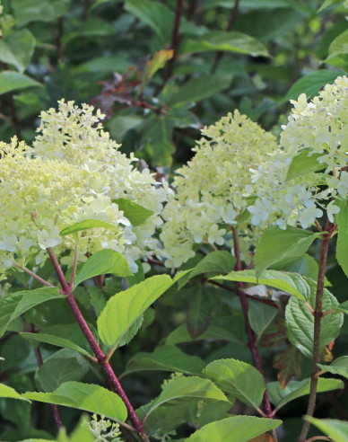 Hortenzia metlinatá ´Unique´