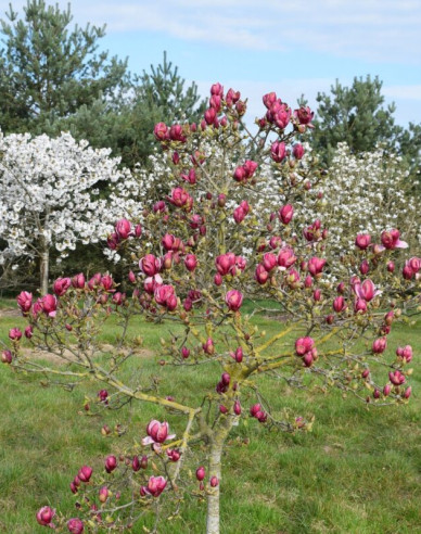 Magnólia ´Genie´ na kmienku