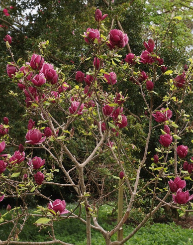 Magnólia ´Genie´ na kmienku