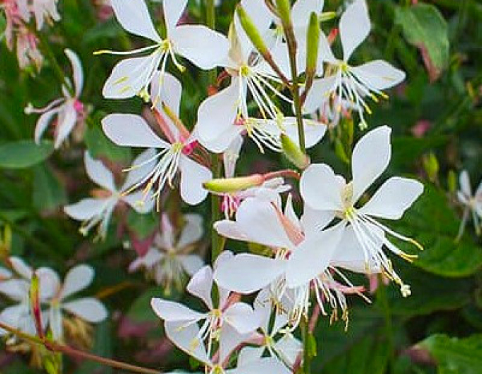 Gaura ´White Dove´