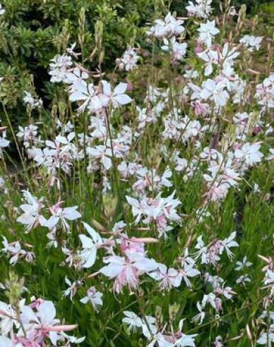 Gaura ´White Dove´