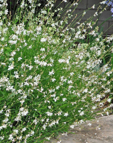 Gaura ´White Dove´
