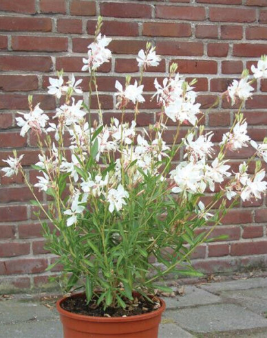 Gaura ´White Dove´