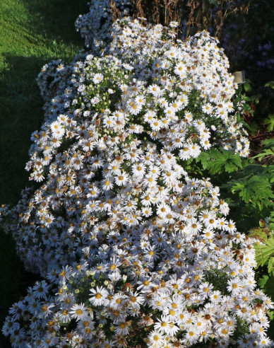 Astra "Apollo"