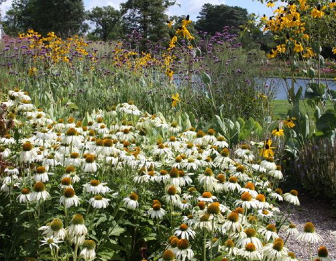 Echinacea ´White Swan´