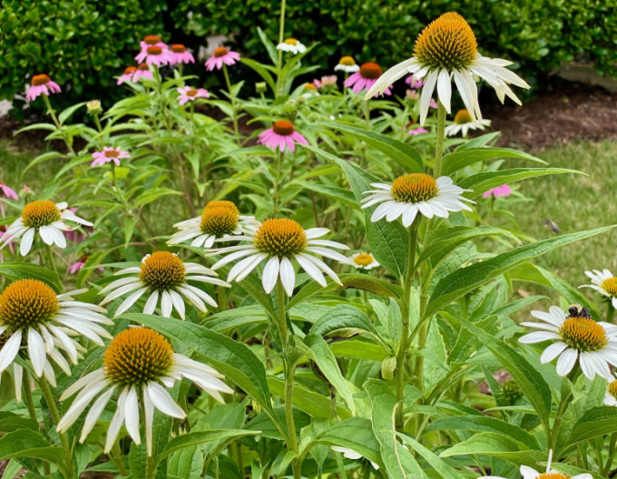 Echinacea ´White Swan´