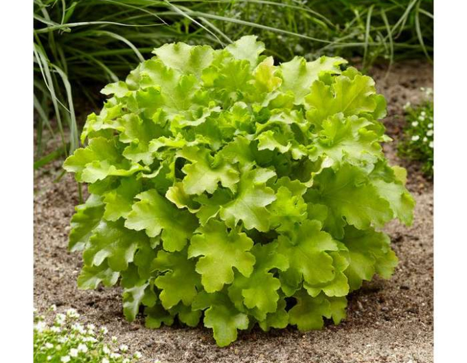Heuchera Lime Marmalade