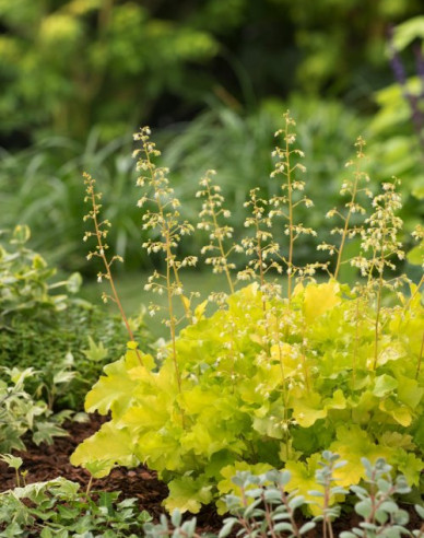 Heuchera Lime Marmalade