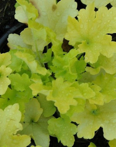 Heuchera Lime Marmalade