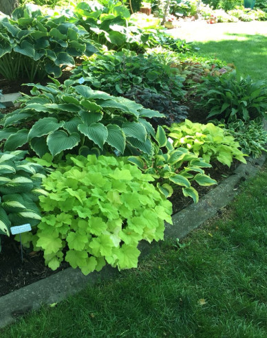 Heuchera Lime Marmalade
