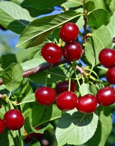 Višňa kríková ´Carmine Jewell´ 5l