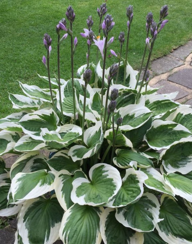 Hosta  ´Francee´