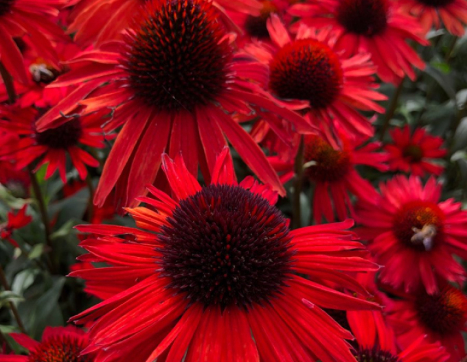 Echinacea  ’Fountain Red’