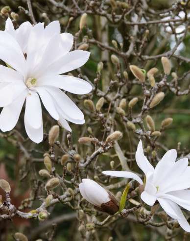 Magnólia ´Stellata´
