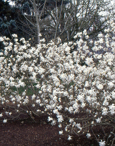 Magnólia ´Stellata´
