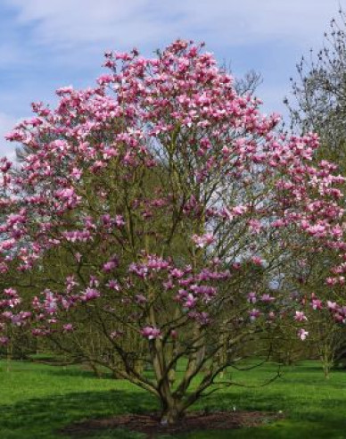 Magnolia ´Andre Leroy´