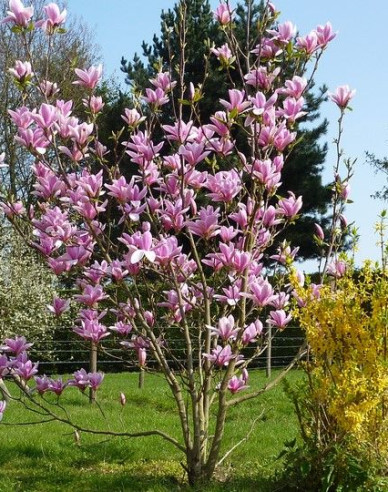 Magnolia ´Andre Leroy´