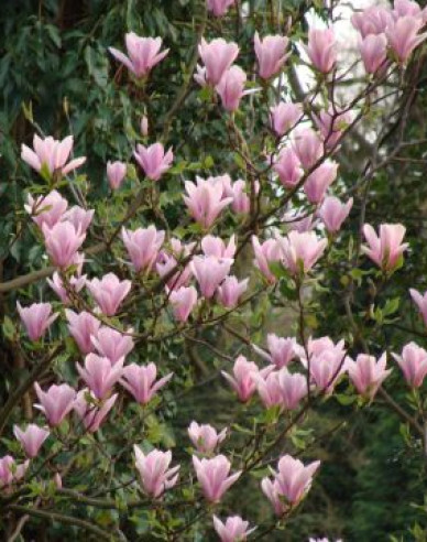 Magnolia ´Andre Leroy´