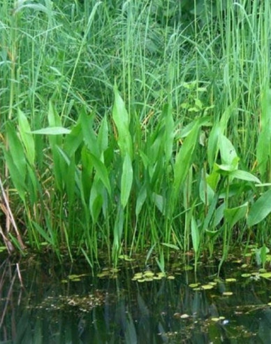 Žabník kopijovitý