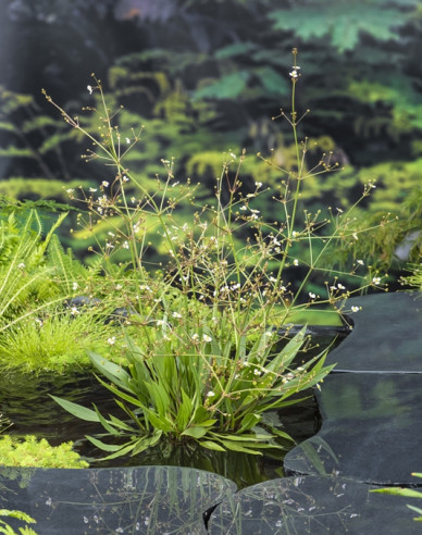 Žabník kopijovitý