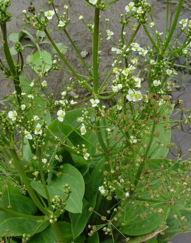 Žabník skorocelový