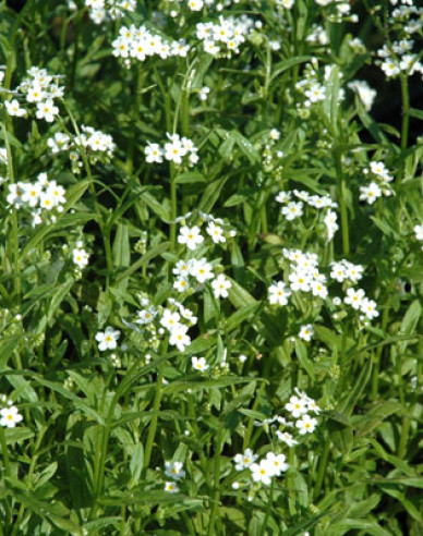 Nezábudka močiarna ´Ice Pearl´
