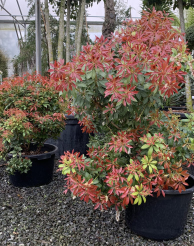 Pieris japonica ´Mountain Fire´