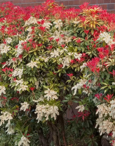 Pieris japonica ´Mountain Fire´