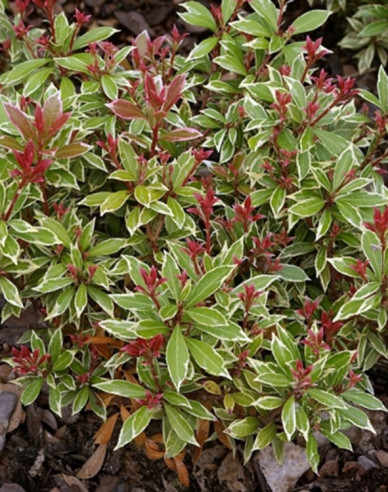 Pieris japonica ’Little Heath’
