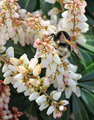 Pieris japonica ´Bonfire´