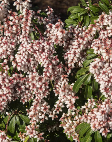 Pieris japonica ´Bonfire´