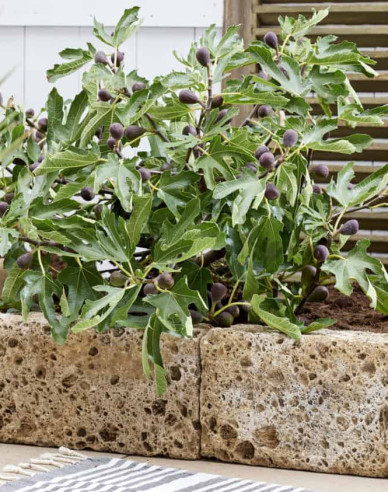 Figovník ´Little Miss Figgy´