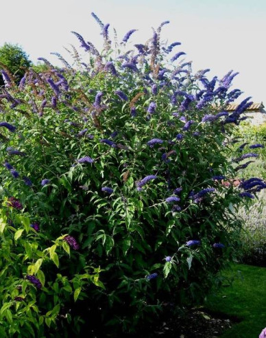 Budleja "Nanho Blue" (motýli strom)