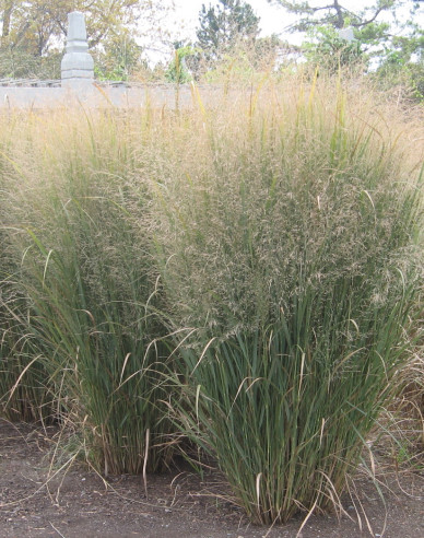 Proso okrasné ´Northwind´